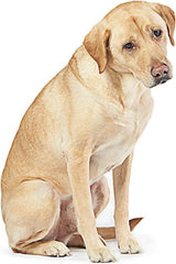 Chair Seat Pad,Natural Breathable Woven Non-Slip Chair Cushion,Comfy Cool Summer Kitchen Office Chairs Pads(Size:17.71x17.71in,Color:Blue)